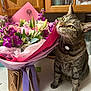 cat, tabby, flowers, bouquet, kitchen, counter, wooden_cabinets, purple_flowers, pink_flowers, green_leaves, domestic_animal, pet, curious, indoor, tabletop, ribbon, paper_wrapping, home, feline, sniffing