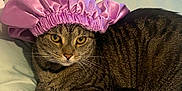 Chapo is registered to the contest to win money with this photo: cat, tabby_cat, bed, purple_bonnet, headboard, indoor, feline, pet, fur, whiskers, relaxed, striped, domestic_cat, cute, cozy, resting, animal, household, pillow, fabric