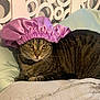 cat, tabby_cat, bed, purple_bonnet, headboard, indoor, feline, pet, fur, whiskers, relaxed, striped, domestic_cat, cute, cozy, resting, animal, household, pillow, fabric