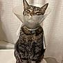cat, tabby, cone_collar, pet, animal, sitting, indoor, fur, whiskers, ears, closed_eyes, calm, medical, cone, collar, domestic, feline, cute, resting, curtain