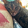 cat, tabby, close_up, face, ears, whiskers, cushion, blanket, indoor, relaxed, pet, feline, fur, sleepy, cozy, resting, soft_light, snuggling, comfort, animal