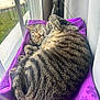 cat, tabby, sleeping, purple_blanket, window, sunlight, cozy, indoor, pet, feline, relaxed, curled_up, striped_fur, whiskers, ears, tail, soft, nap, resting, domestic_animal