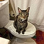 cat, tabby_cat, toilet, bathroom, toilet_paper, curtain, rug, tile_floor, pet, feline, indoor, domestic_animal, collar, sitting, looking_at_camera, household, bathroom_accessories, curious, fur, whiskers