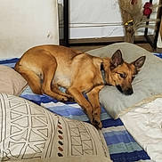 Weedow a rejoint le concours — aidez-le/la à gagner de superbes lots ! dog, pet, tan_dog, lying_down, bed, bedroom, pillows, blanket, bedding, collar, pointed_ears, black_nose, brown_fur, resting, indoors, home, furniture, dried_flowers, red_roses, side_eye