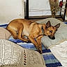 dog, pet, tan_dog, lying_down, bed, bedroom, pillows, blanket, bedding, collar, pointed_ears, black_nose, brown_fur, resting, indoors, home, furniture, dried_flowers, red_roses, side_eye