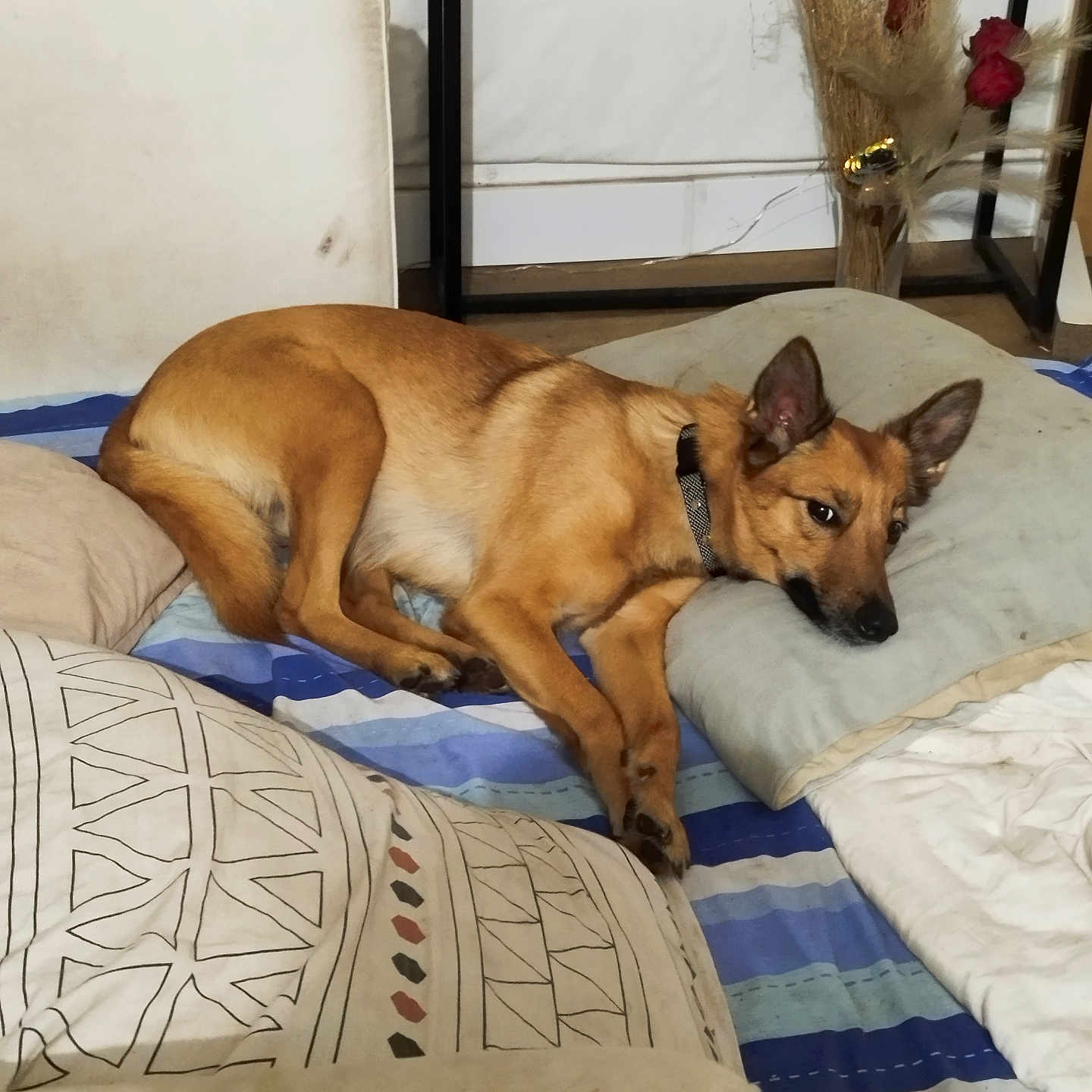 Weedow a rejoint le concours — aidez-le/la à gagner de superbes lots ! dog, pet, tan_dog, lying_down, bed, bedroom, pillows, blanket, bedding, collar, pointed_ears, black_nose, brown_fur, resting, indoors, home, furniture, dried_flowers, red_roses, side_eye