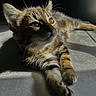 Yumeko a rejoint le concours — aidez-le/la à gagner de superbes lots ! animal, cat, closeup, cute, ears, feline, floor, fur, indoor, kitten, paws, pet, relaxing, resting, shadow, striped, sunlight, tile, whiskers, young