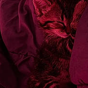 Yumeko participe au concours pour gagner de l'argent avec cette photo : animal, bed, blanket, comfort, cozy, cute, feline, fur, indoor, kitten, paw, peaceful, pet, relaxation, resting, sleeping, snuggled, soft, tabby, warm