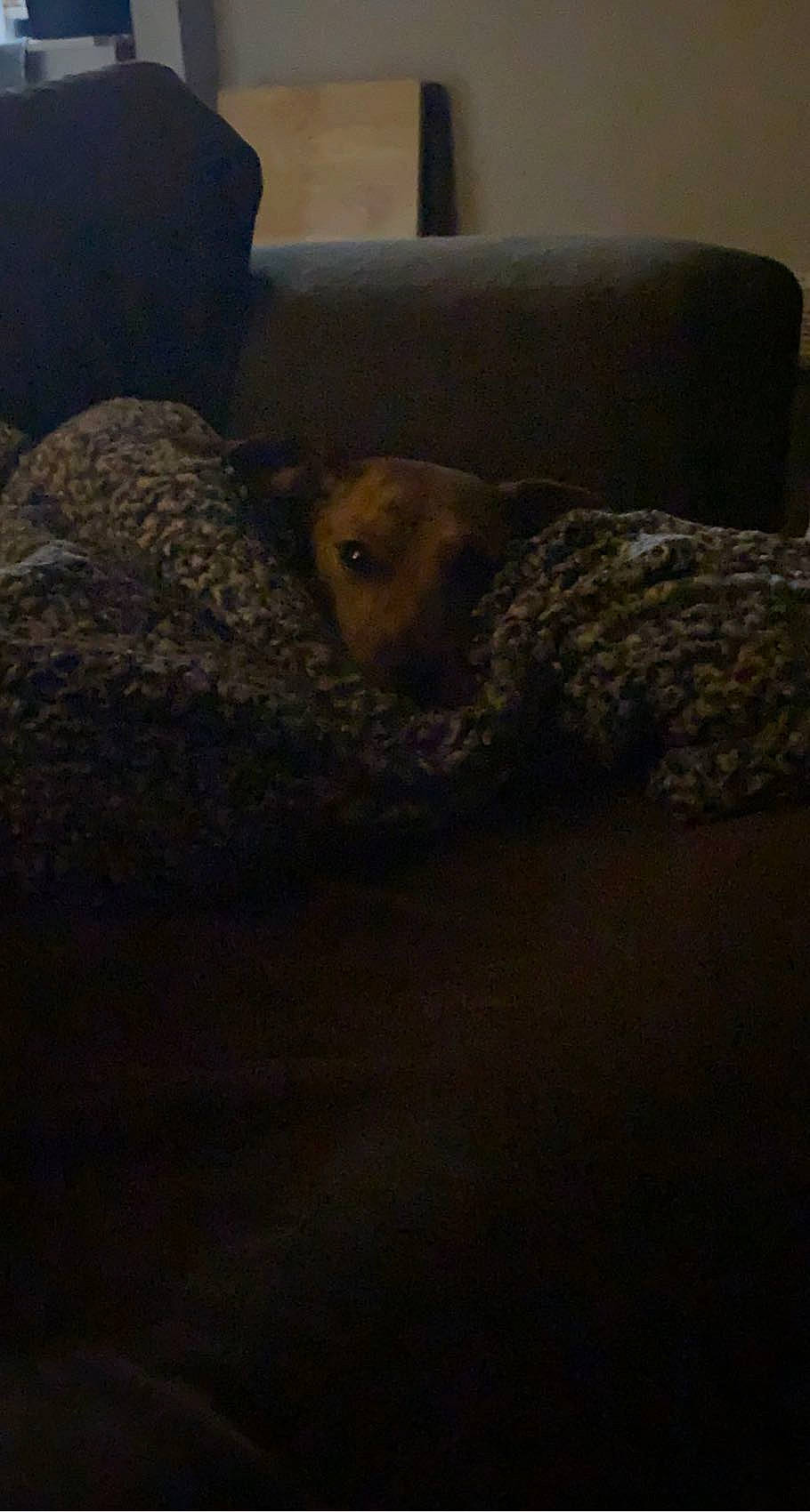 Weasley joined the competition — help win amazing prizes! carnivore, cloud, comfort, companion_dog, darkness, dog, dog_breed, fawn, felidae, flooring, fur, grey, hardwood, landscape, mammal, sky, snout, sporting_group, terrestrial_animal, wood