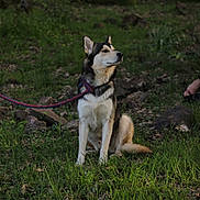Bilo a rejoint le concours — aidez-le/la à gagner de superbes lots ! dog, husky, leash, grass, forest, outdoor, nature, pet, canine, animal, sitting, calm, fur, ears, snout, side_view, greenery, rocks, daylight, peaceful