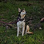 dog, husky, leash, grass, forest, outdoor, nature, pet, canine, animal, sitting, calm, fur, ears, snout, side_view, greenery, rocks, daylight, peaceful