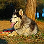 dog, husky, animal, outdoor, grass, tree, sunlight, pet, canine, nature, leash, tongue_out, fur, mammal, relaxed, daylight, park, resting, portrait, friendly