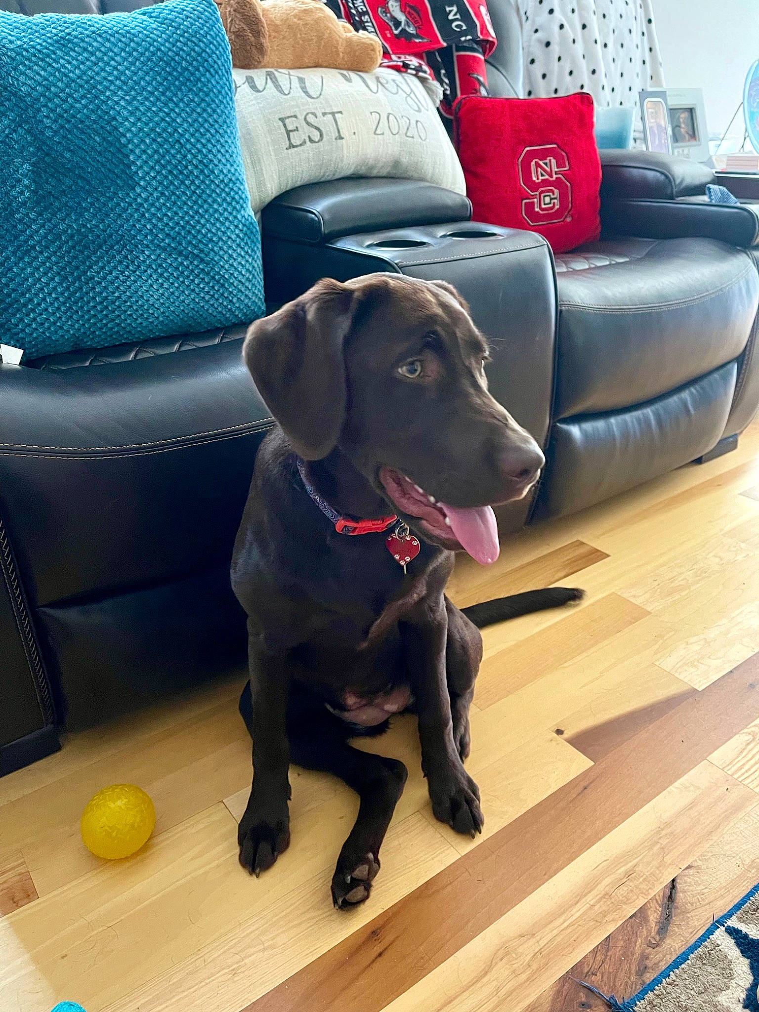 Ella is registered to the contest to win money with this photo: carnivore, collar, comfort, companion_dog, couch, dog, dog_breed, dog_collar, floor, flooring, gun_dog, hardwood, liver, living_room, picture_frame, sporting_group, studio_couch, tail, wood, working_animal
