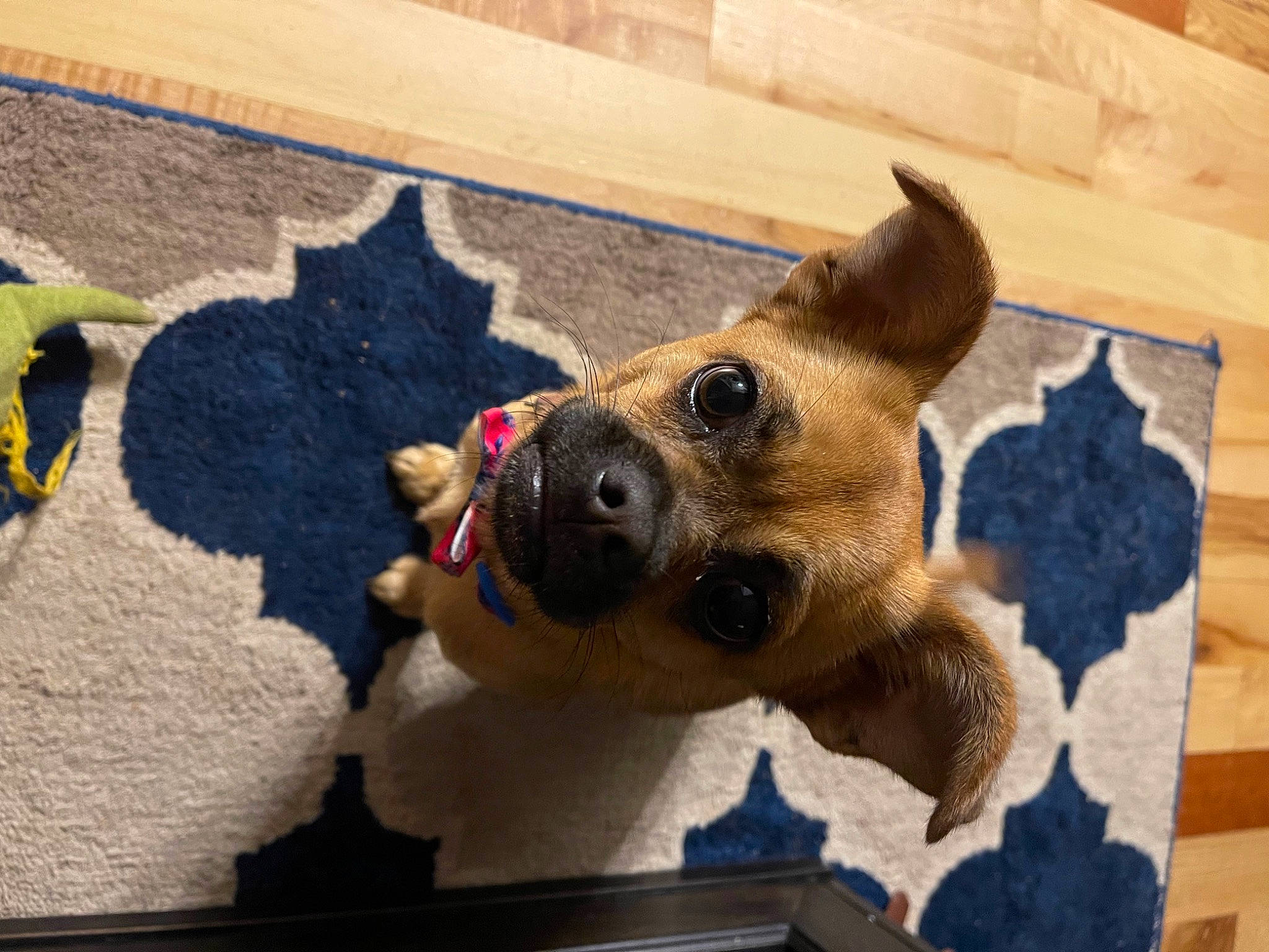 Lily is registered to the contest to win money with this photo: canidae, carnivore, collar, companion_dog, dog, dog_breed, dog_collar, dog_supply, fawn, flooring, fur, jaw, leash, pet_supply, road_surface, snout, sporting_group, stuffed_toy, wood, working_animal