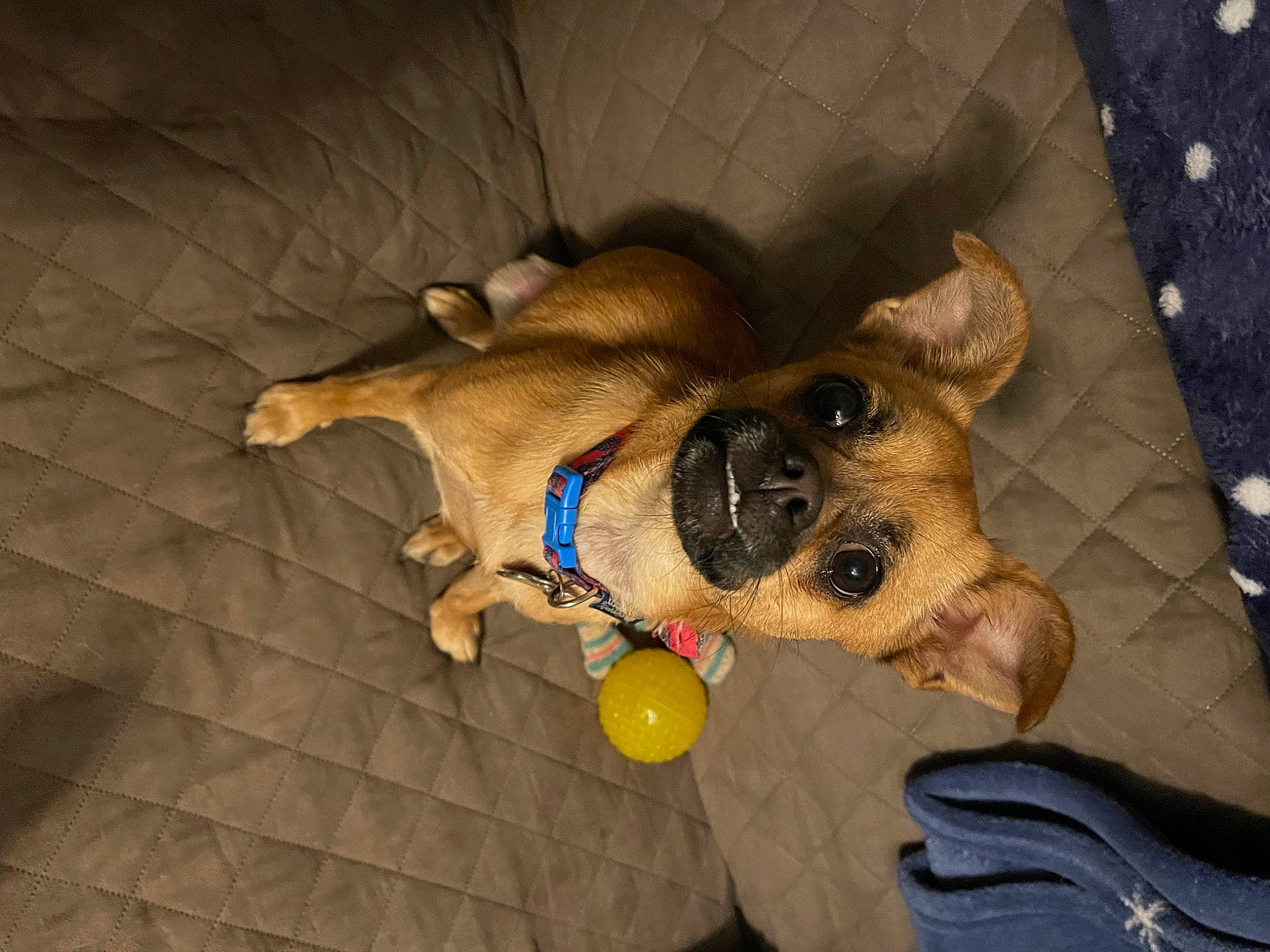 Lily is registered to the contest to win money with this photo: canidae, carnivore, collar, comfort, companion_dog, dog, dog_breed, dog_clothes, dog_supply, fawn, fur, guard_dog, non_sporting_group, paw, pet_supply, puppy, snout, sporting_group, toy_dog, working_animal