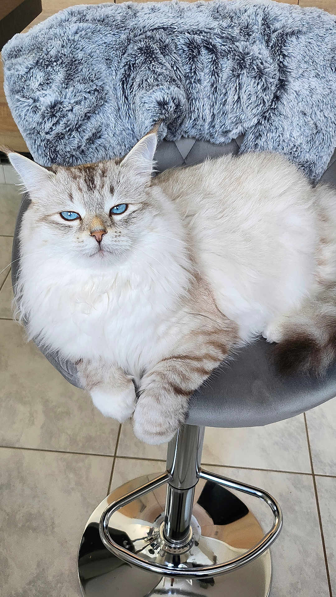 Willy a rejoint le concours — aidez-le/la à gagner de superbes lots ! cat, blue_eyes, fluffy_fur, bar_stool, chrome, gray_blanket, indoor, tiled_floor, pet, relaxed, feline, cute, domestic_animal, resting, whiskers, paws, chair, cozy, soft, calm