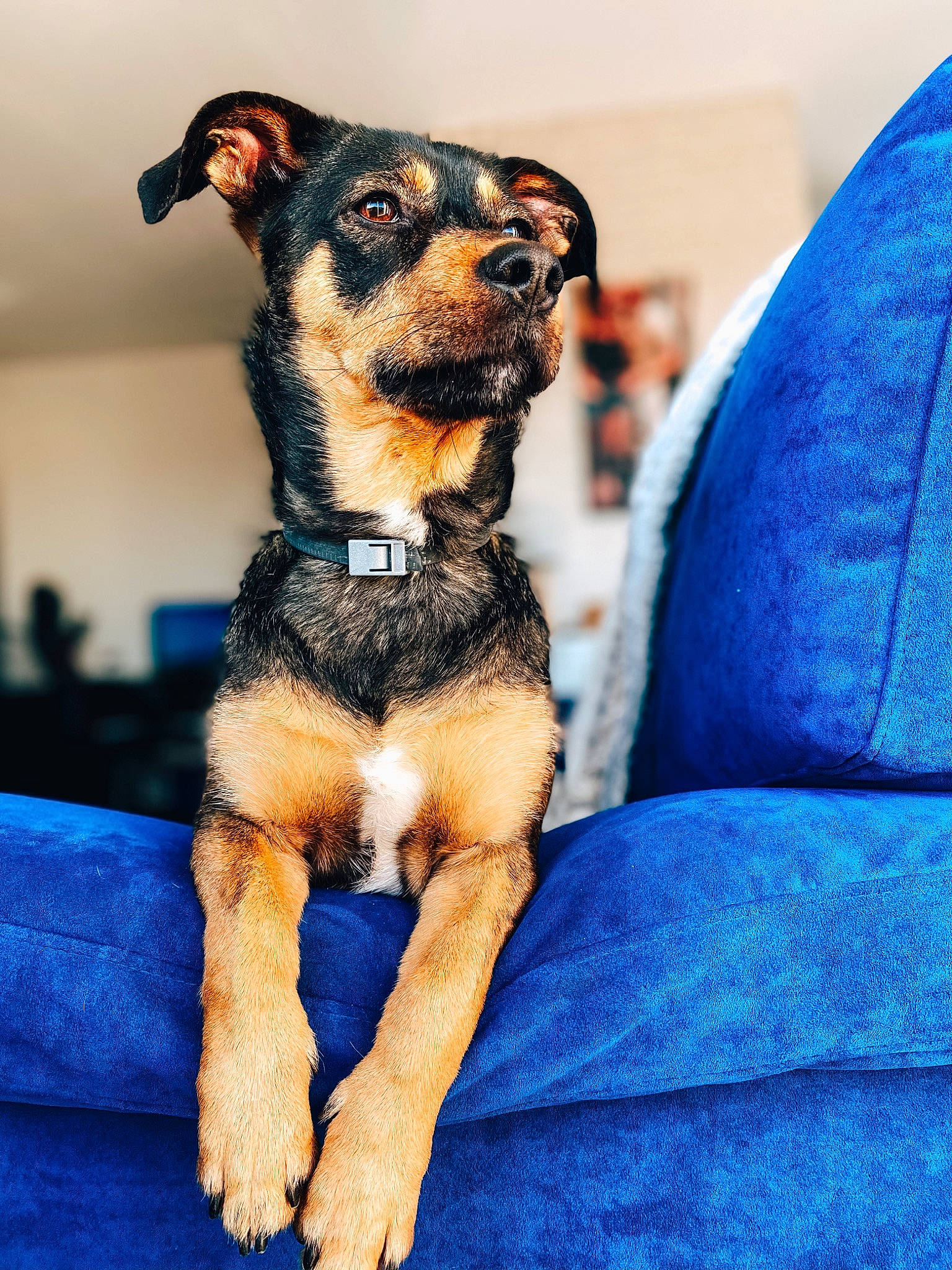 Muffin participe au concours pour gagner de l'argent avec cette photo : black_and_tan_terrier, canidae, carnivore, companion_dog, dog, dog_breed, furniture, mammal, paw, puppy, rare_breed_dog, snout, sporting_group, vertebrate, whiskers