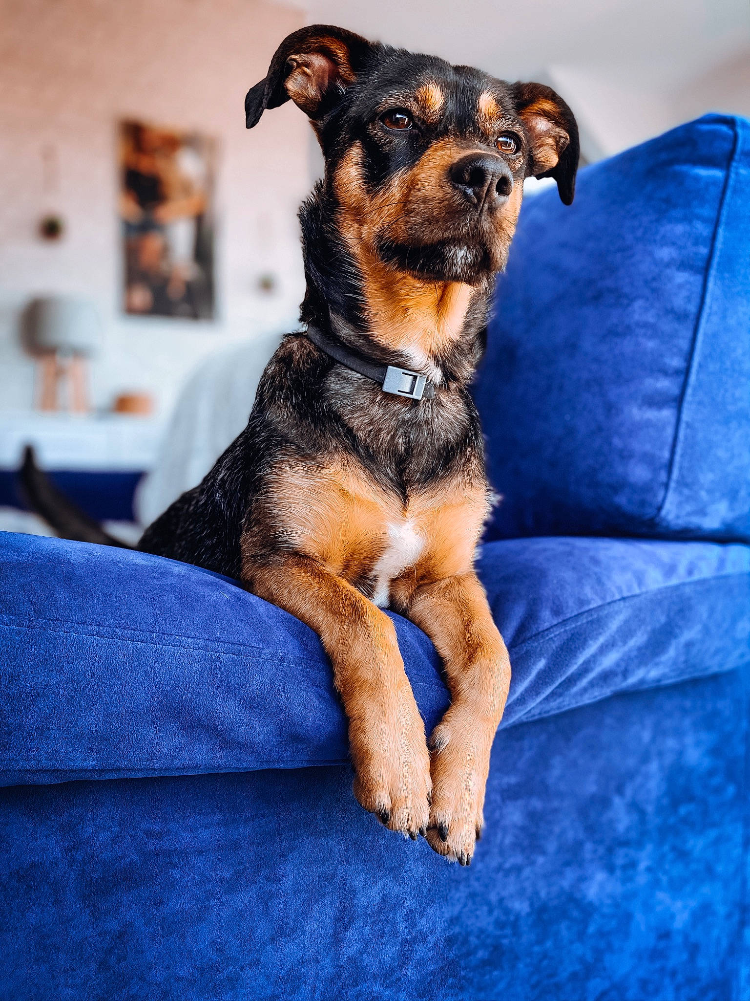 Muffin participe au concours pour gagner de l'argent avec cette photo : black_and_tan_terrier, canidae, carnivore, companion_dog, dog, dog_breed, furniture, mammal, puppy, rare_breed_dog, snout, vertebrate