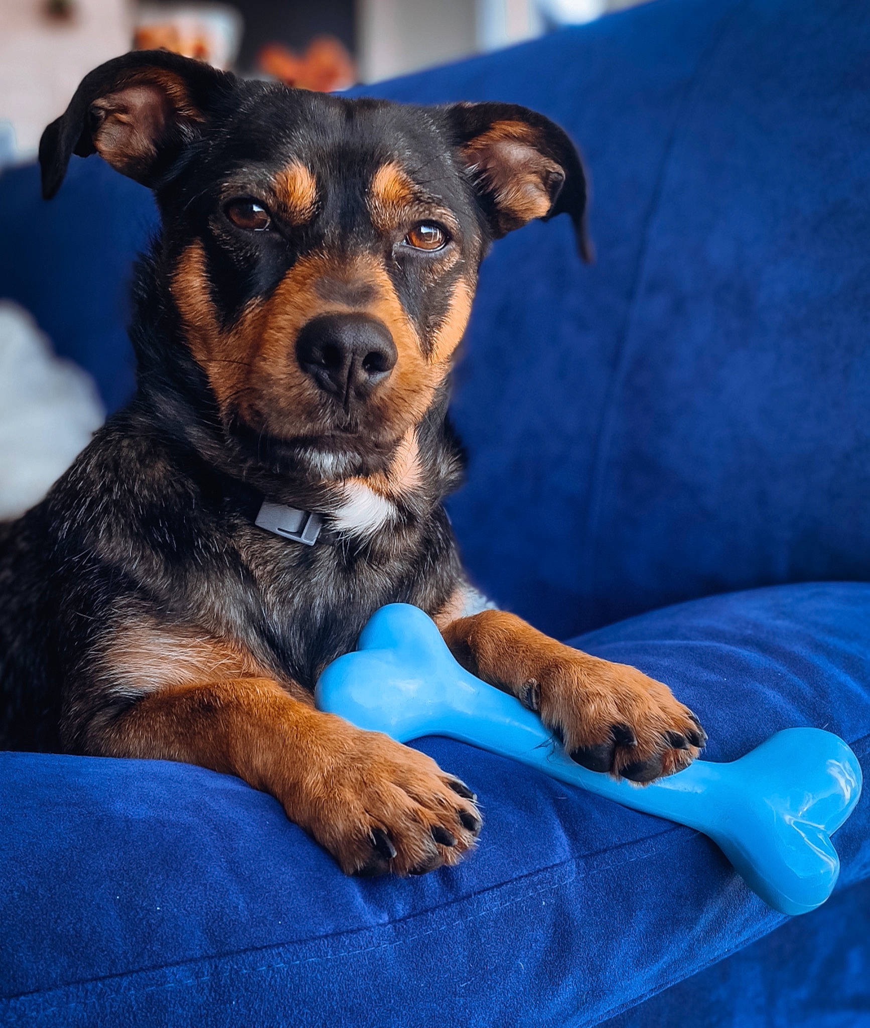 Muffin participe au concours pour gagner de l'argent avec cette photo : beauceron, black_and_tan_terrier, canidae, carnivore, companion_dog, dog, dog_breed, huntaway, mammal, paw, puppy, rare_breed_dog, snout, sporting_group, vertebrate, working_dog