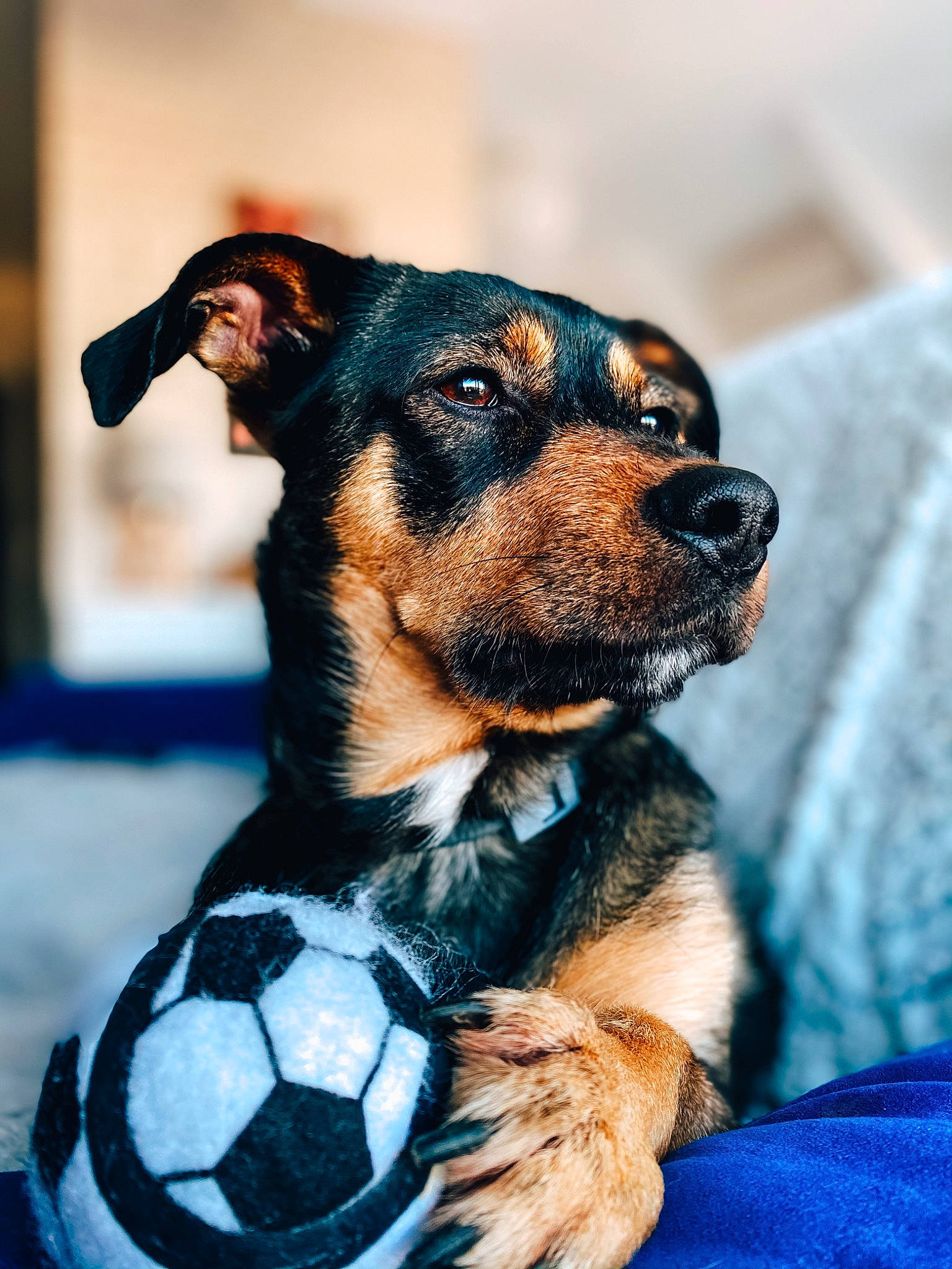 Muffin a rejoint le concours — aidez-le/la à gagner de superbes lots ! canidae, carnivore, companion_dog, dog, dog_breed, fawn, german_pinscher, mammal, miniature_pinscher, pinscher, puppy, rare_breed_dog, rottweiler, snout, toy_dog, vertebrate, whiskers