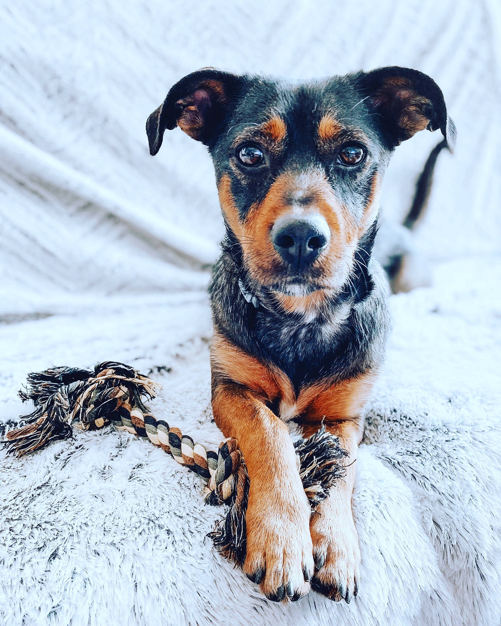 Muffin a rejoint le concours — aidez-le/la à gagner de superbes lots ! black_and_tan_terrier, canidae, carnivore, dog, dog_breed, german_pinscher, huntaway, mammal, miniature_pinscher, paw, pinscher, puppy, rare_breed_dog, snout, sporting_group, vertebrate, whiskers, working_dog