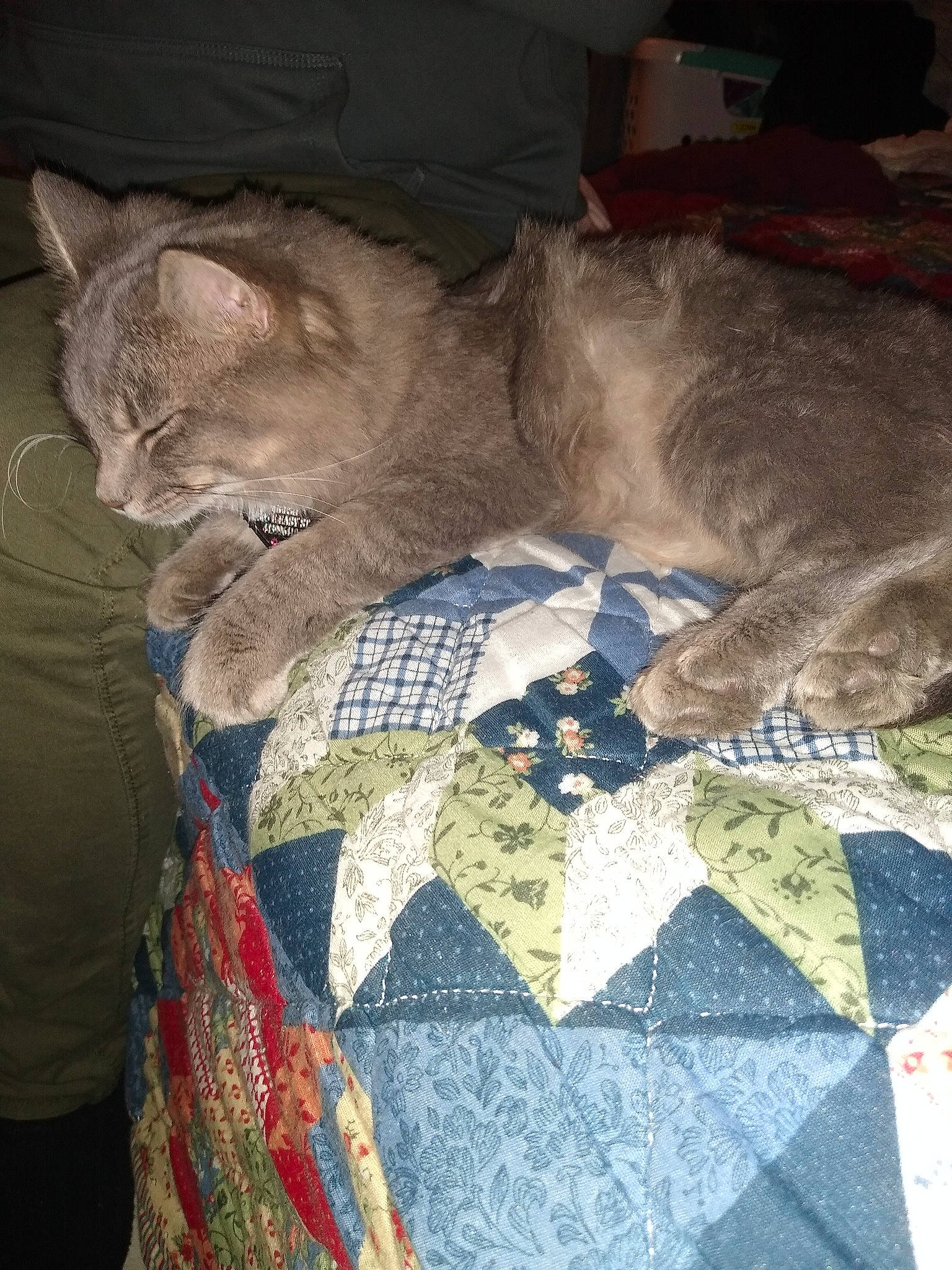 Meesh joined the competition — help win amazing prizes! british_shorthair, carnivore, cat, chartreux, european_shorthair, felidae, kitten, linens, quilt, russian_blue, small_to_medium_sized_cats, textile, whiskers