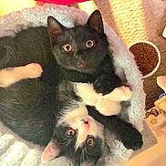 Frankie And Bennie joined the competition — help win amazing prizes! black_cat, black_and_white_cat, kitten, pet_bed, cat_food, indoor, cozy, curled_up, feline, looking_up, cute, animal, domestic_animal, fur, whiskers, ears, eyes, resting, household_items, carpet