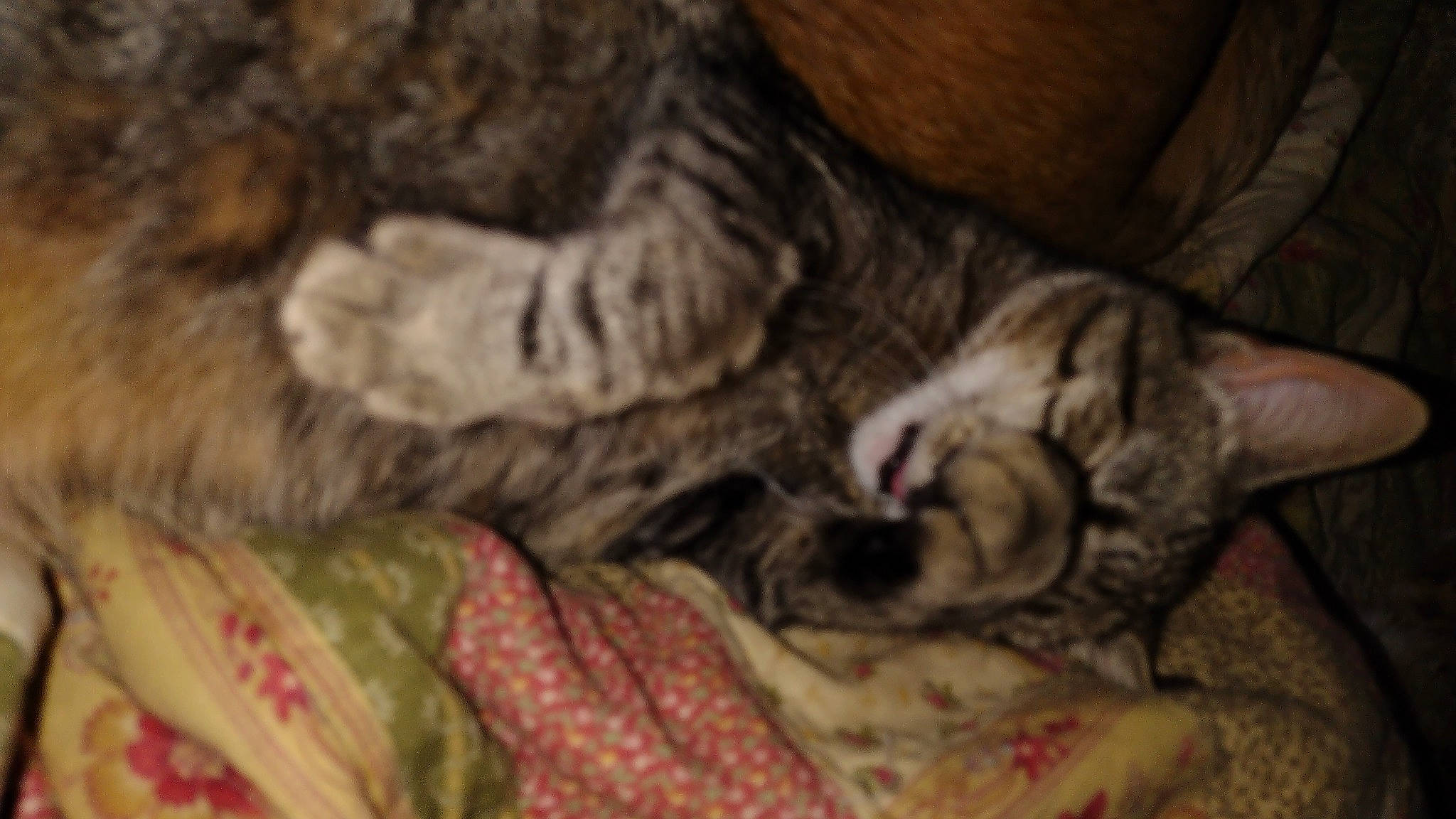 Willow is registered to the contest to win money with this photo: carnivore, cat, claw, comfort, domestic_short_haired_cat, felidae, fur, human_leg, linens, nap, pattern, paw, sleep, small_to_medium_sized_cats, sporting_group, tail, whiskers