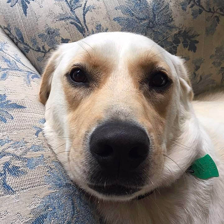 Bruno is registered to the contest to win money with this photo: akbash_dog, beagador, canidae, carnivore, companion_dog, dog, dog_breed, fawn, fur, golden_retriever, labrador_retriever, mammal, nose, rare_breed_dog, retriever, snout, sporting_group, vertebrate, whiskers