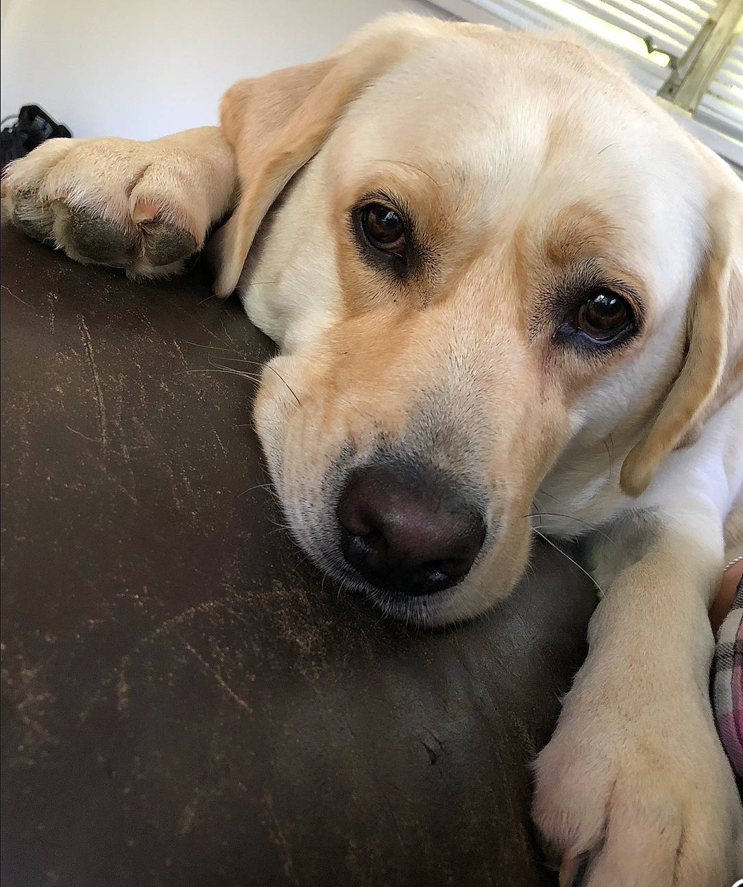 Bruno joined the competition — help win amazing prizes! beagador, canidae, carnivore, companion_dog, dog, dog_breed, fawn, golden_retriever, labrador_retriever, mammal, nose, puppy, puppy_love, rare_breed_dog, retriever, snout, sporting_group, vertebrate, whiskers
