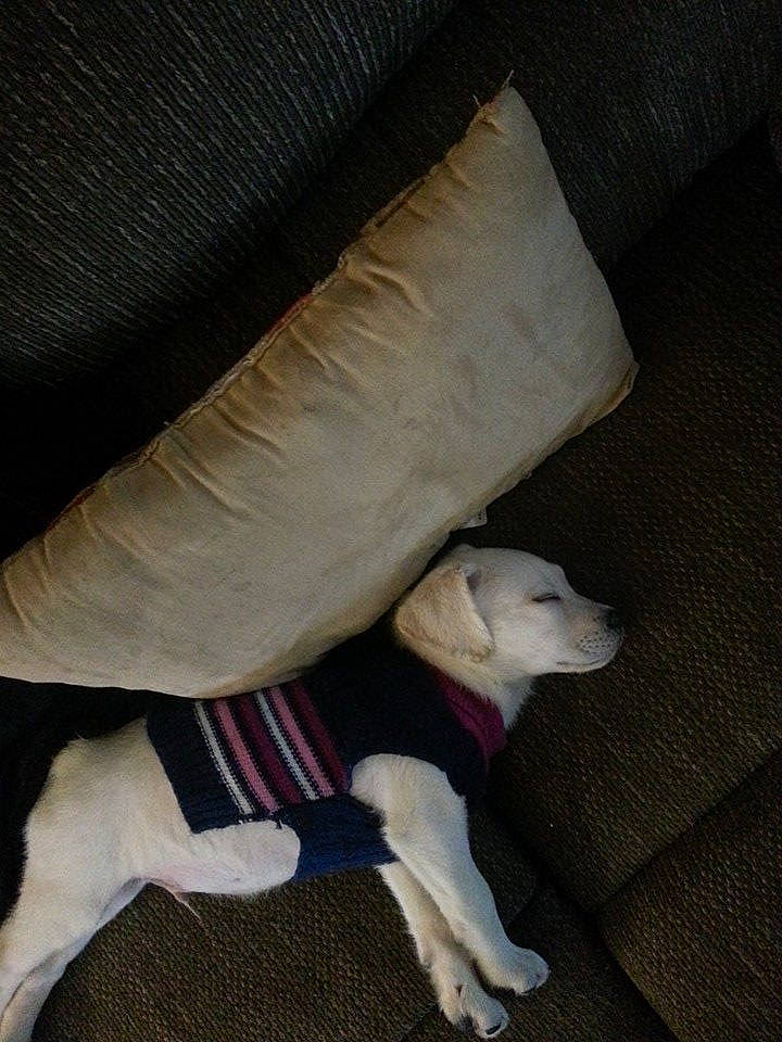 Bruno joined the competition — help win amazing prizes! canidae, carnivore, companion_dog, dog, dog_breed, fawn, leg, puppy, sporting_group, tail