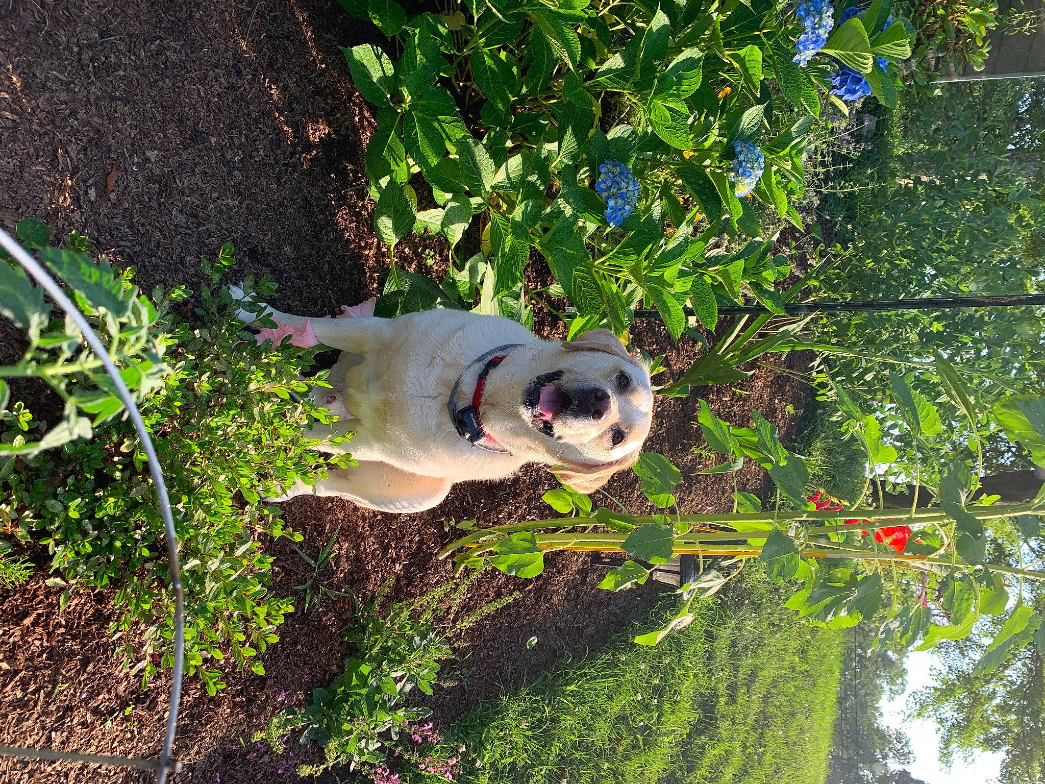 Bruno joined the competition — help win amazing prizes! canidae, carnivore, dog_breed, fawn, grass, plant, shrub, snout, tree