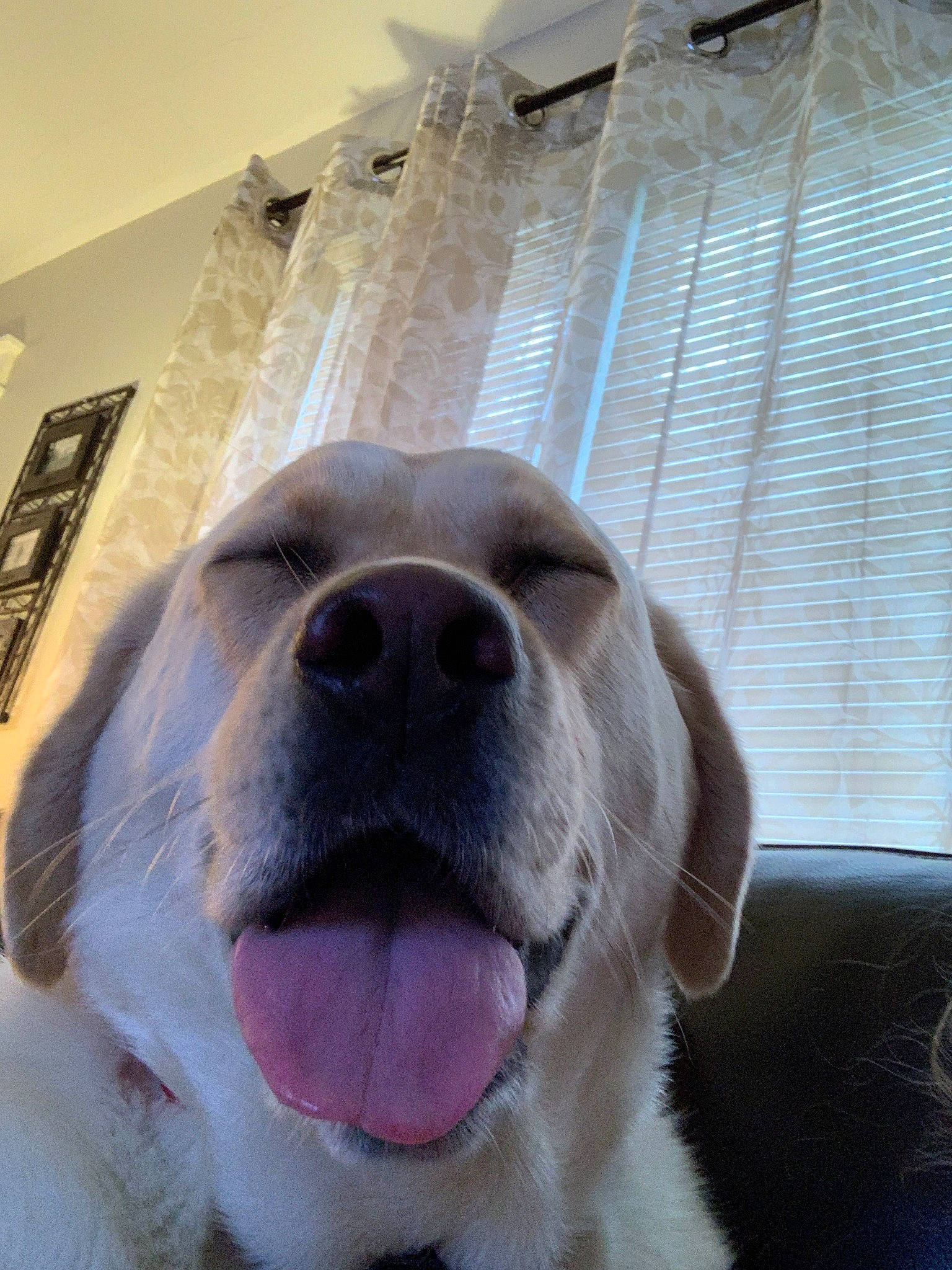 Bruno is registered to the contest to win money with this photo: canidae, carnivore, companion_dog, dog, dog_breed, fawn, golden_retriever, great_pyrenees, labrador_retriever, mammal, nose, retriever, snout, sporting_group, tongue, vertebrate, whiskers