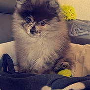 Vegas participe au concours pour gagner de l'argent avec cette photo : puppy, dog, fluffy, pom, pet, indoor, blanket, toy, tennis_ball, couch, plush_toy, curious, small_animal, cute, furry, domestic_animal, young, sitting, cozy, soft