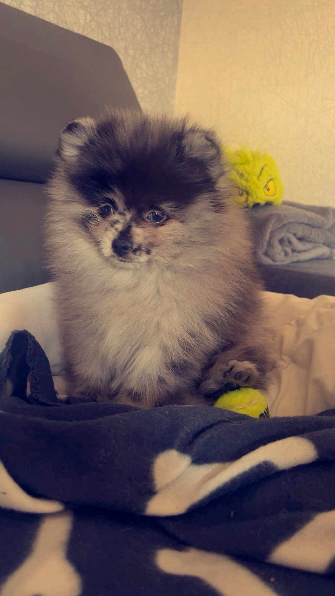 Vegas participe au concours pour gagner de l'argent avec cette photo : puppy, dog, fluffy, pom, pet, indoor, blanket, toy, tennis_ball, couch, plush_toy, curious, small_animal, cute, furry, domestic_animal, young, sitting, cozy, soft