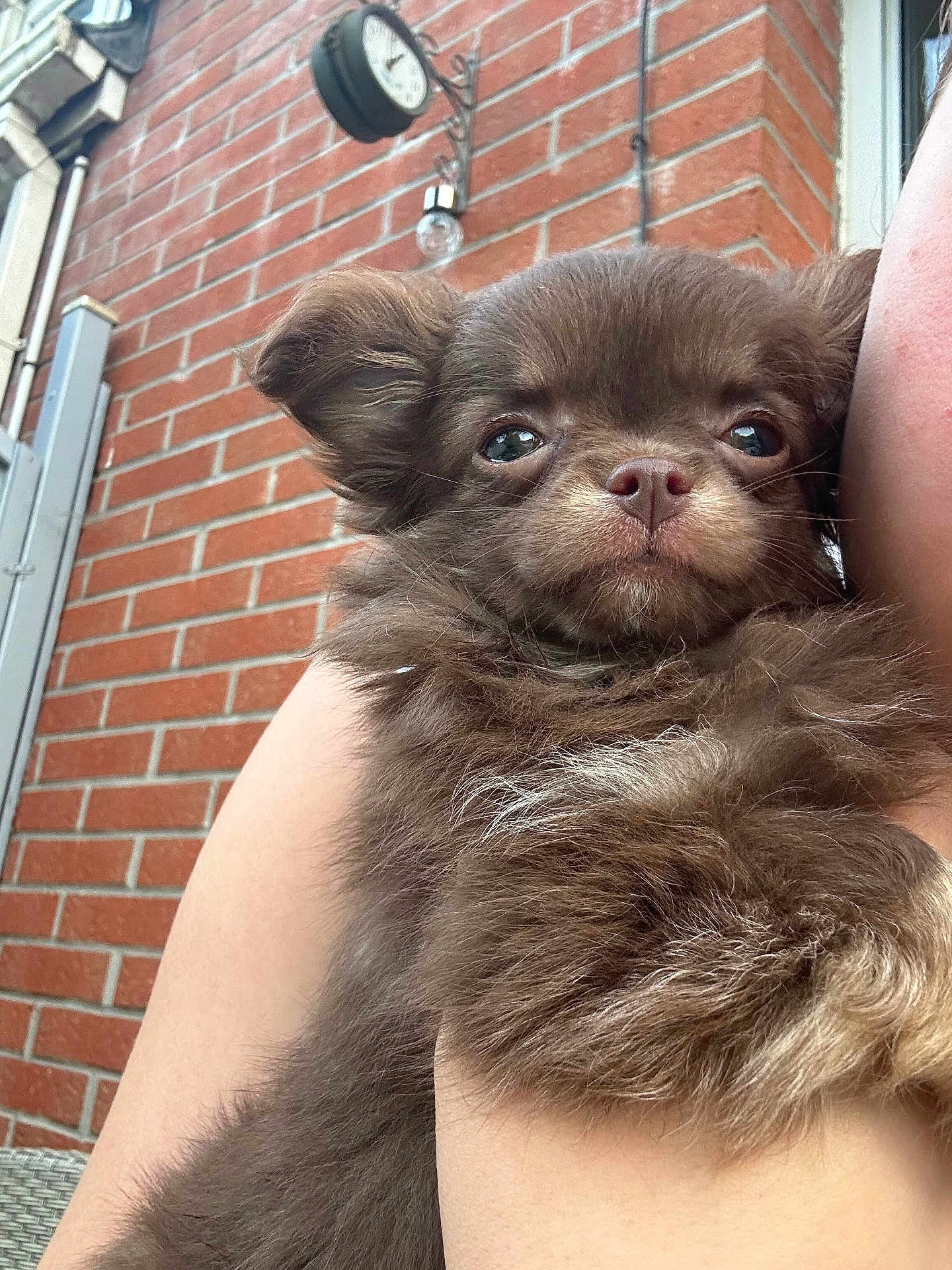 Ava a rejoint le concours — aidez-le/la à gagner de superbes lots ! puppy, dog, brown, fluffy, pet, animal, cute, outdoor, brick_wall, clock, person_arm, close_up, young_dog, adorable, fur, snout, ears, face, holding, portrait