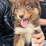 puppy, dog, brown, white, tongue_out, fluffy, cute, pet, young_dog, person, hand, black_leather_jacket, happy, close_up, indoor, smiling, animal, furry, holding, portrait