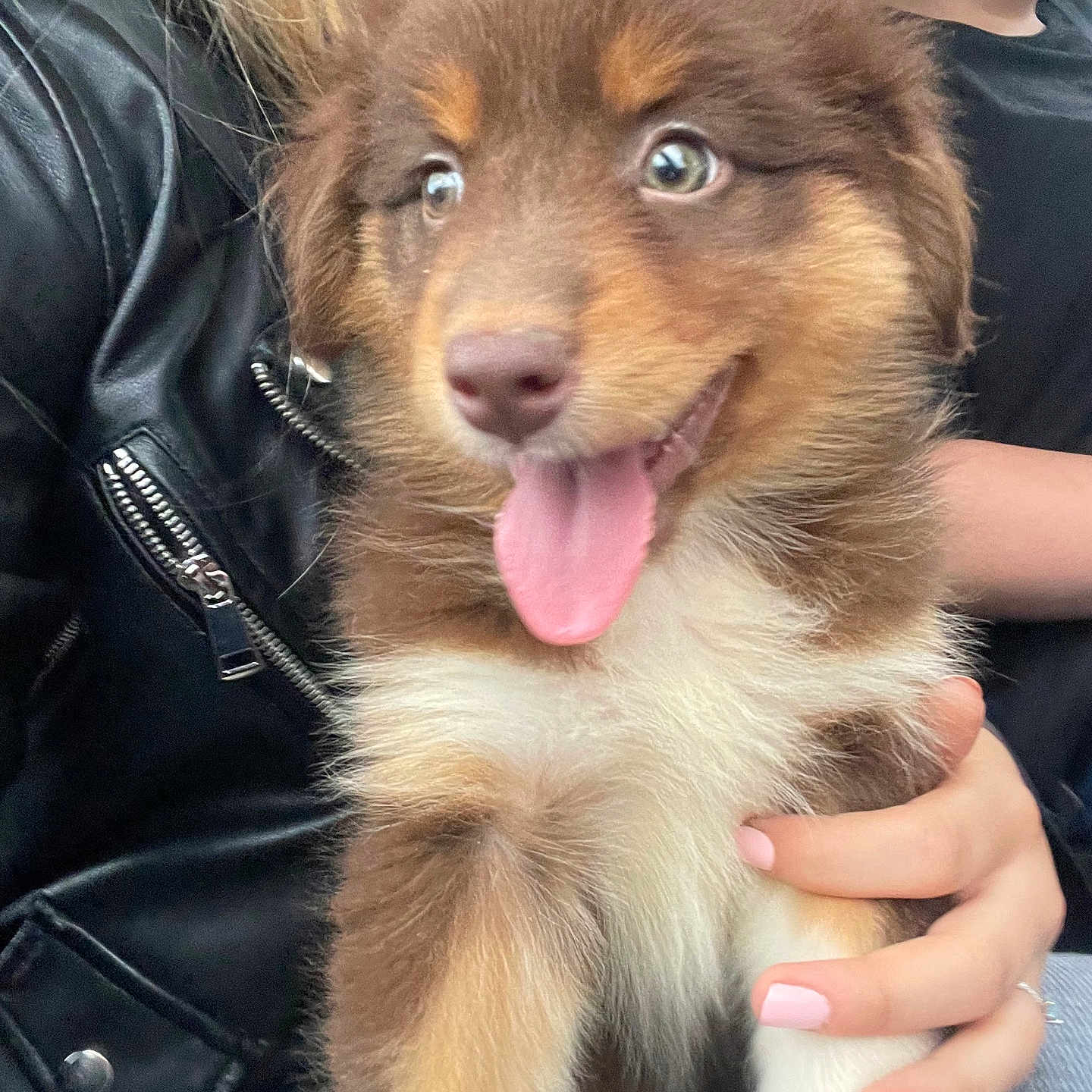 Tina a rejoint le concours — aidez-le/la à gagner de superbes lots ! animal, black_leather_jacket, brown, close_up, cute, dog, fluffy, furry, hand, happy, holding, indoor, person, pet, portrait, puppy, smiling, tongue_out, white, young_dog