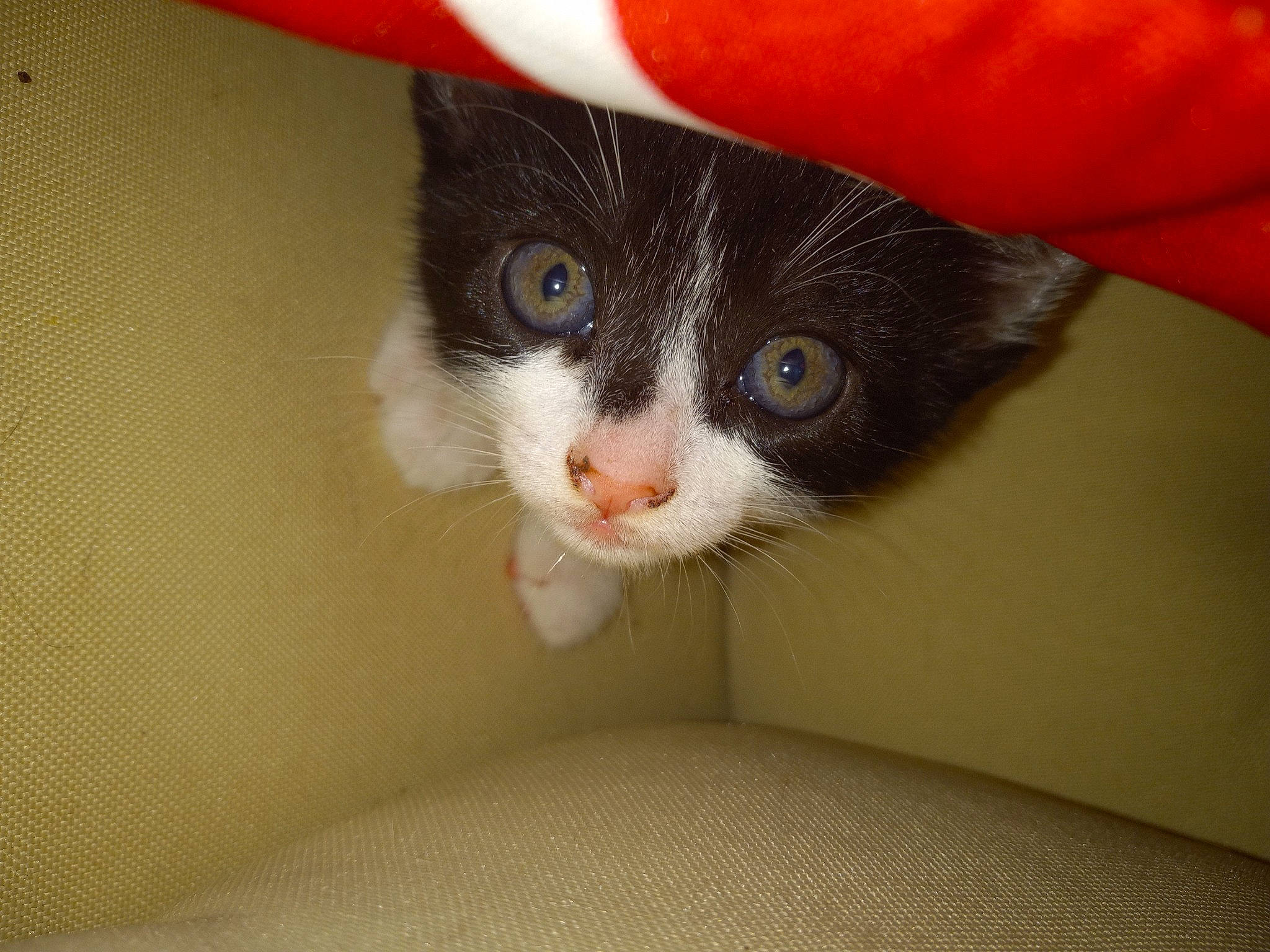 Chanilky is registered to the contest to win money with this photo: carmine, carnivore, cat, claw, domestic_short_haired_cat, electric_blue, eye, felidae, fur, head, iris, paw, small_to_medium_sized_cats, snout, tail, whiskers