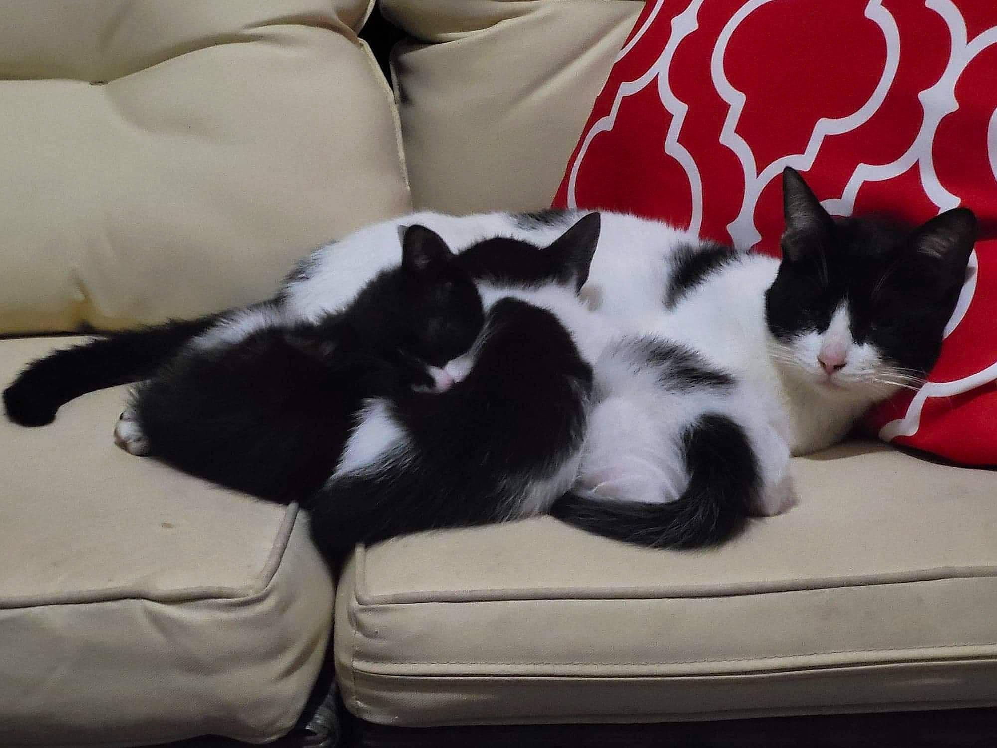 Chanilky is registered to the contest to win money with this photo: carmine, carnivore, cat, cat_supply, comfort, couch, domestic_short_haired_cat, felidae, fur, furniture, paw, room, small_to_medium_sized_cats, tail, whiskers, white