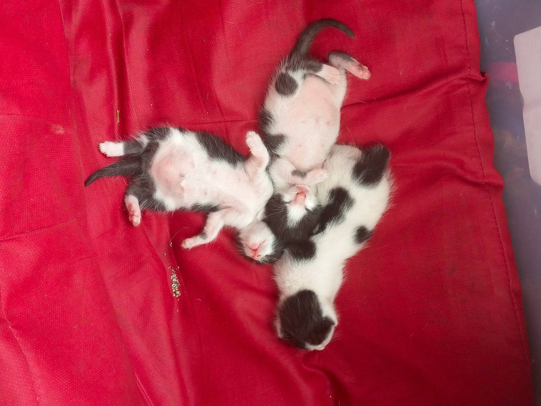 The Kittens is registered to the contest to win money with this photo: carnivore, cat, comfort, companion_dog, couch, dog, dog_breed, fawn, felidae, fur, linens, paw, small_to_medium_sized_cats, sporting_group, tail, terrier, textile, toy_dog, whiskers, working_animal