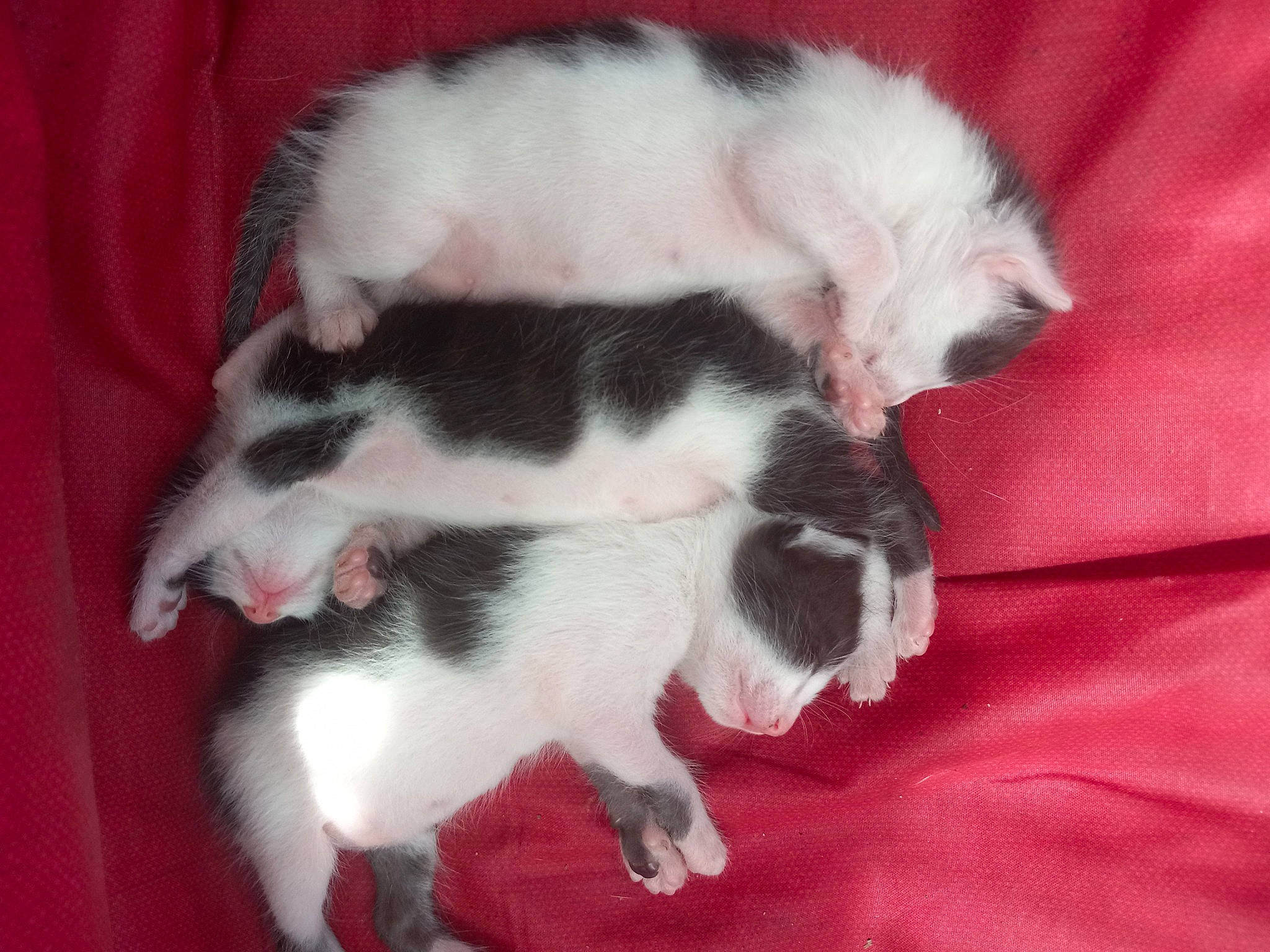 The Kittens is registered to the contest to win money with this photo: canidae, carnivore, cat, claw, comfort, companion_dog, dog_breed, fang, felidae, fur, non_sporting_group, paw, small_to_medium_sized_cats, snout, sporting_group, tail, terrestrial_animal, whiskers