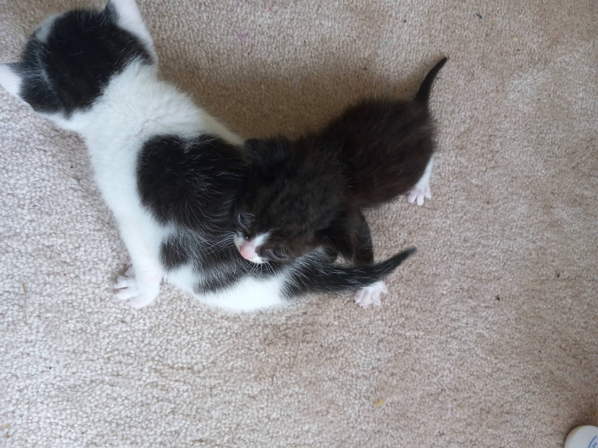 Milky is registered to the contest to win money with this photo: canidae, carnivore, cat, dog_breed, domestic_short_haired_cat, felidae, flooring, foot, fur, paw, small_to_medium_sized_cats, snout, sporting_group, tail, terrestrial_animal, whiskers