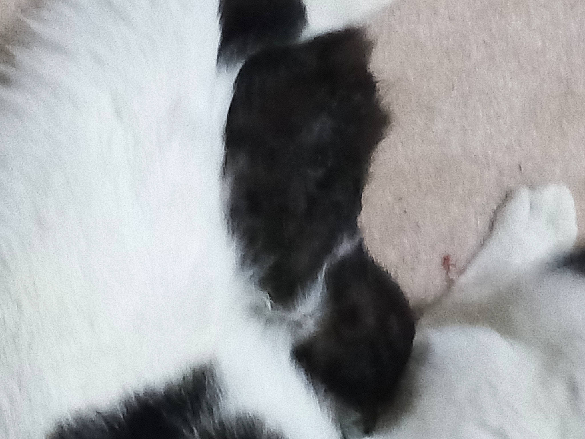 Milky joined the competition — help win amazing prizes! canidae, carnivore, claw, companion_dog, dog, dog_breed, felidae, foot, freezing, fur, human_leg, paw, shadow, small_to_medium_sized_cats, snout, snow, sporting_group, tail, whiskers, working_animal