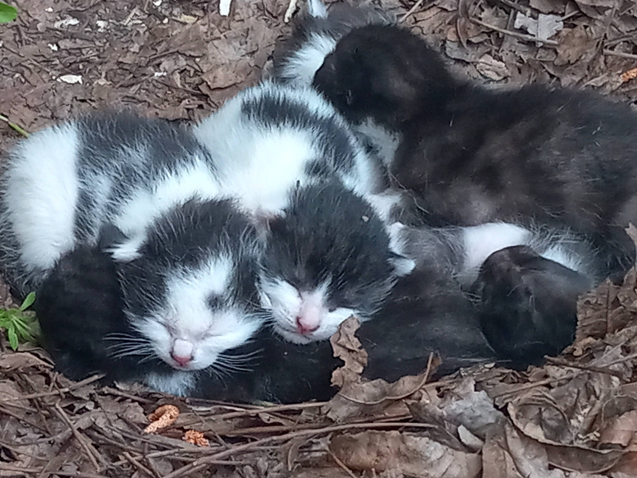 Milky is registered to the contest to win money with this photo: carnivore, cat, claw, domestic_short_haired_cat, felidae, fur, grass, mammal, organism, paw, photo_caption, plant, small_to_medium_sized_cats, tail, terrestrial_animal, tree, twig, vertebrate, whiskers