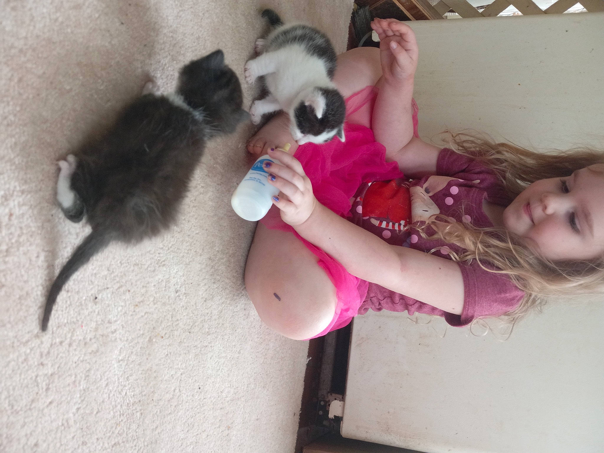 Milky joined the competition — help win amazing prizes! carnivore, cat, companion_dog, dog_breed, fawn, felidae, fun, fur, happy, magenta, pink, skin, small_to_medium_sized_cats, smile, tail, thigh, toddler, toy, vertebrate, whiskers