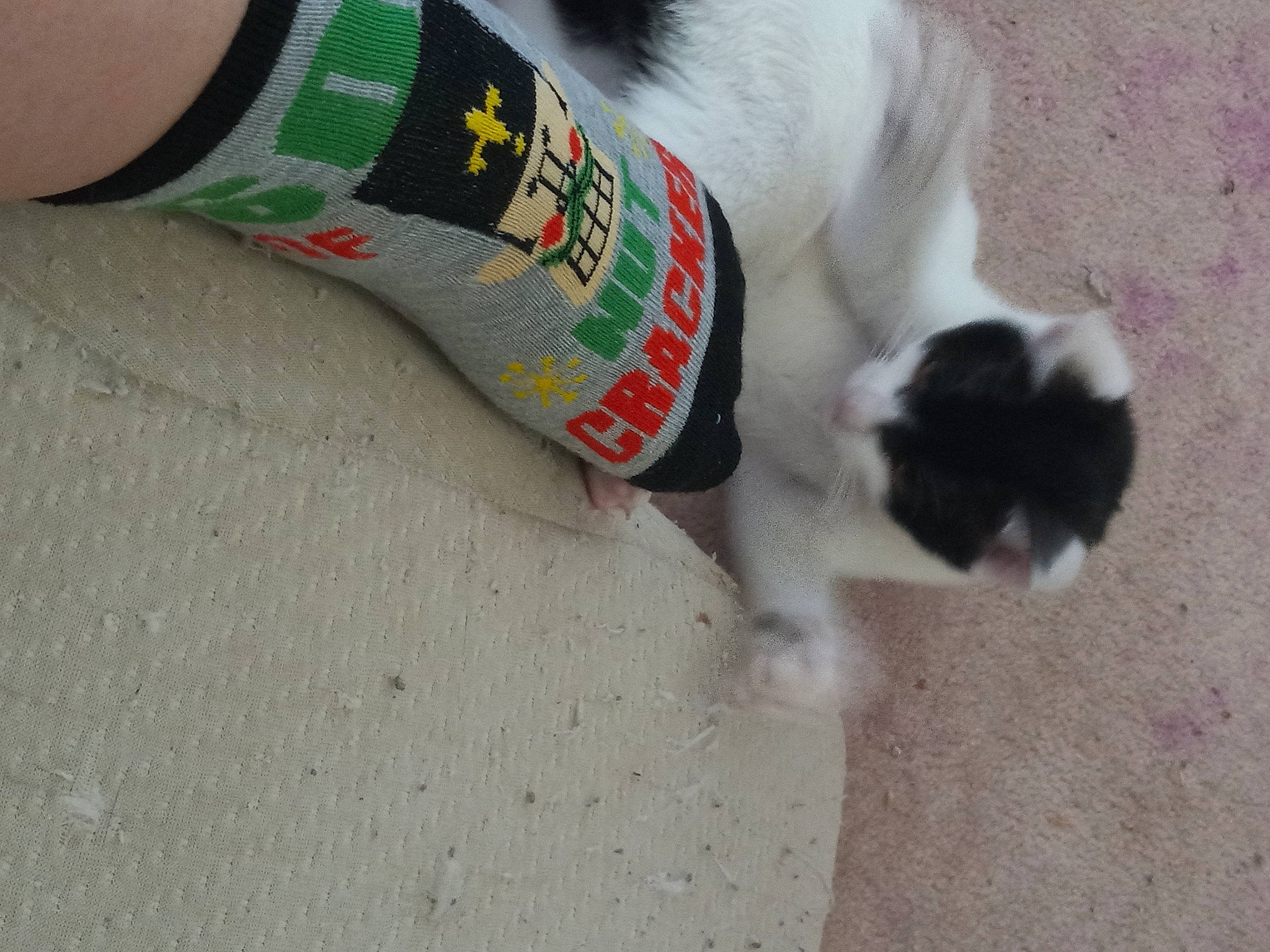 Mrs. Mickey Mouse joined the competition — help win amazing prizes! canidae, carmine, carnivore, cat, companion_dog, dog_breed, domestic_short_haired_cat, felidae, flooring, foot, fur, hardwood, human_leg, leg, paw, small_to_medium_sized_cats, snout, sporting_group, tail, whiskers