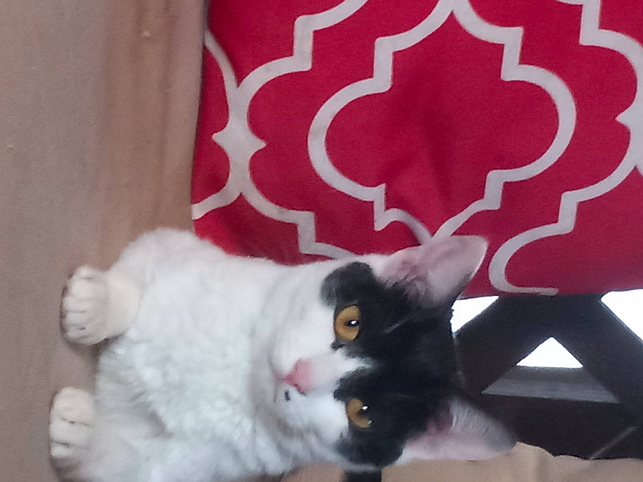 Mrs. Mickey Mouse joined the competition — help win amazing prizes! carmine, carnivore, cat, claw, comfort, domestic_short_haired_cat, felidae, fur, pattern, paw, petal, plant, small_to_medium_sized_cats, snout, tail, tints_and_shades, whiskers