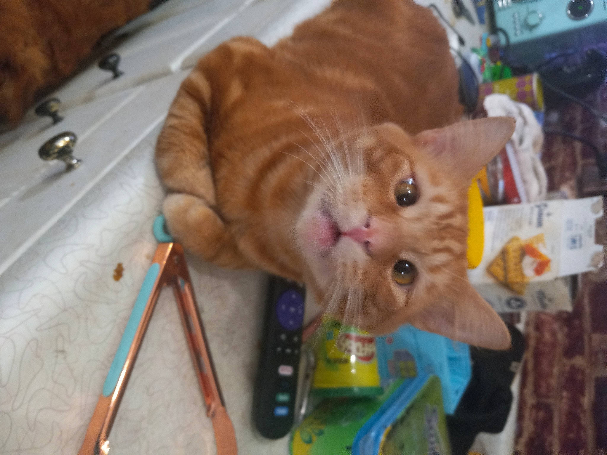 Creamsicle joined the competition — help win amazing prizes! carnivore, cat, child, claw, domestic_short_haired_cat, fawn, felidae, fur, hardwood, office_supplies, paw, small_to_medium_sized_cats, tail, tree, whiskers, wood