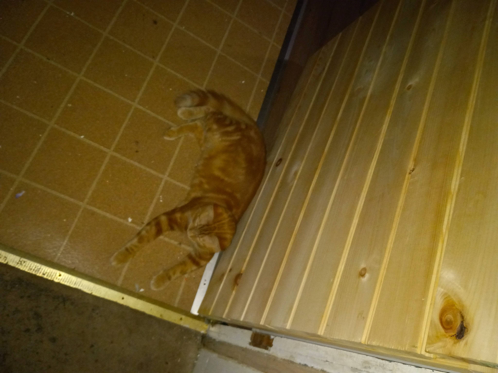 Creamsicle is registered to the contest to win money with this photo: beam, canidae, carnivore, ceiling, felidae, flooring, fur, gas, hardwood, metal, pattern, plywood, room, small_to_medium_sized_cats, sporting_group, steel, tail, varnish, wood, wood_stain